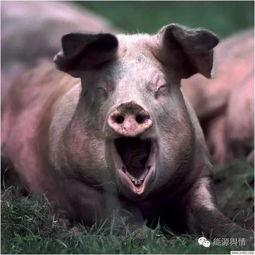 娱乐吃瓜猪衢州,吃瓜群众聚焦猪界风云